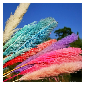 หญ้า Pampas แห้งขนาดใหญ่สีเขียวสีแดง,หญ้า Pampas หญ้าสีแดงสูง60-70ซม. - Product Image 4