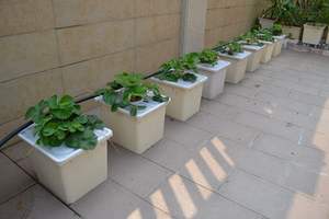 Sistema completo de cultivo hidropónico de tomates en macetas holandesas con bomba automática - Hidroponía ecológica para interiores - Product Image 3