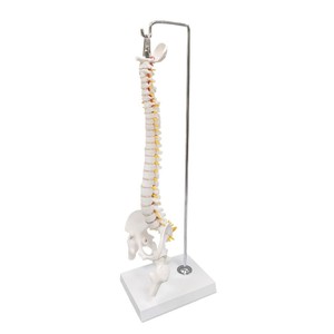 Modèle de colonne vertébrale humaine de taille moyenne, configuration osseuse médicale, bassin flexible, affichage des nerfs vertébraux, modèle de colonne vertébrale réduit à l'échelle 2:1 - Product Image 5