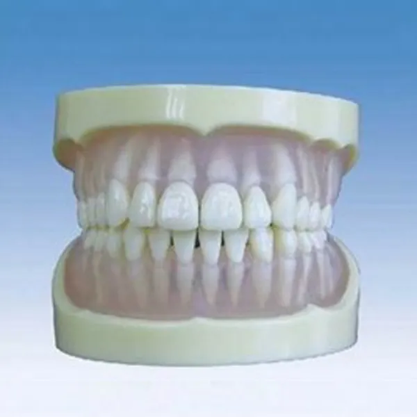 BIX-L1018 hay un diente estándar en los dientes extraíbles, modelo de mandíbula, modelos de demostración Dental
