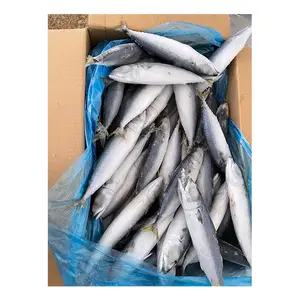 핫 세일 냉동 태평양 고등어 scombrus 중국 공급 업체 바다 냉동 태평양 고등어 도매 가격
