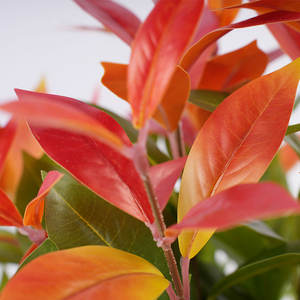 高品質 H43cm 赤緑盆栽 環境に優しい 防水 耐久性のある人工植物 家庭 ホテル または造園装飾用 - Product Image 4