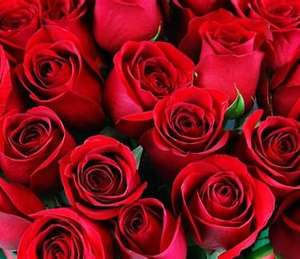 Fabbrica all'ingrosso rose varietà Plateau rosso san valentino mamma trama con fiori - Product Image 6