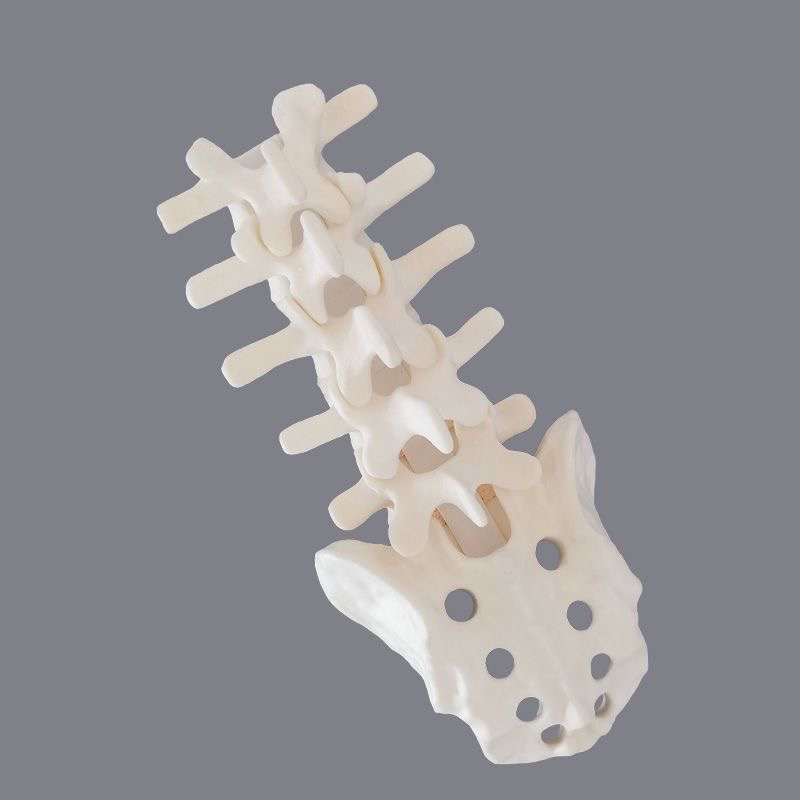 Lombaire 1 au sacrum, mousse corticale [KR-L1S1C]