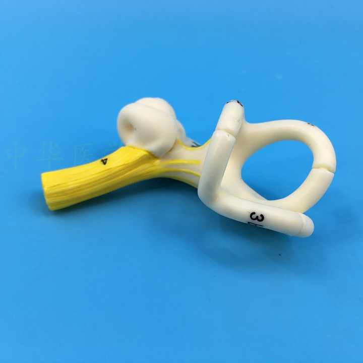 PVC Inner Ear Medical Model Labyrinthine Picture of Human Ear Anatomy Semicircular Canal Cochlea for School Teaching Resources