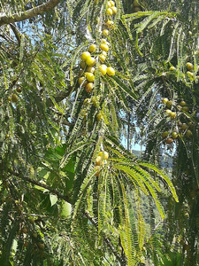 Macchina Elettrica <span class=keywords><strong>per</strong></span> la Raccolta delle Olive e Scuotitore <span class=keywords><strong>per</strong></span> Olive a <span class=keywords><strong>Batteria</strong></span> 12v - Product Image 6