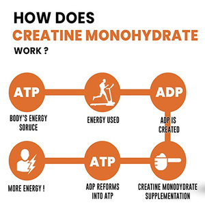 Complément Alimentaire Créatine Monohydrate en Poudre Extrait Végétal Vitamine C Polyphénols Lutéine Bouteille/Fût Qualité Alimentaire Optimum - Product Image 6