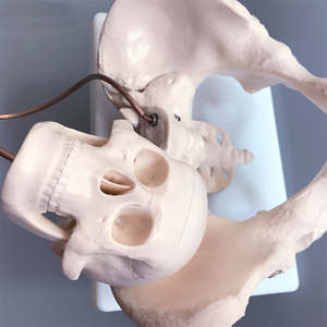 Modelo de <span class=keywords><strong>Esqueleto</strong></span> de Pelvis Femenina de PVC a Tamaño Real con Cráneo de Bebé Extraíble para Enseñanza de Ciencias Médicas y Entrenamiento de Enfermería - Product Image 2