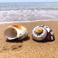 8-9cm Natural South African Snail Pearly Big Screw Conch Shells Coral Collectible Mediterranean Aquarium Ornaments Sea Shell