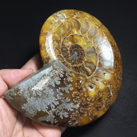 Cendrier en cristal d'ammonite naturel 150-200g, poli, artisanal, objets d'art fossile, cadeaux d'entreprise, décoration de bureau Feng Shui