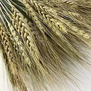 Vente flash : 50 <span class=keywords><strong>tiges</strong></span> de blé séché naturel - Décoration de table de mariage rustique, décoration de ferme, ornement de maison - Product Image 1