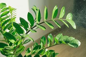Planta ZZ Premium en Vivo, Bajo Mantenimiento, Zamioculcas Zamiifolia, Resistente a la Sequía, Follaje de Interior por Botani Seed Indonesia - Product Image 3