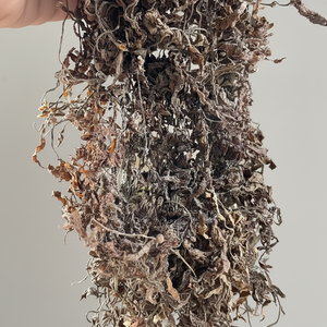 VENTE EN GROS ALGUES/SARGASSUM ALGUES DE HAUTE QUALITÉ ET MEILLEUR PRIX - Product Image 1