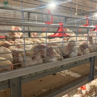 Cage à poulets de chair de type H galvanisée à chaud avec système de récolte automatique pour 50 000 poulets, ferme avicole commerciale au Nigeria