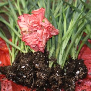 Fournisseur direct Yunnan Kunming Dounan Easy Live Plants de carnation à bouturage facile, fleurs fraîches coupées, bouquet de boutons, modèle de base YN-01 5cm - Product Image 5