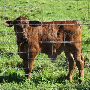 2025 Hete Verkopende Gegalvaniseerde Voorraad Paneel Vee Feedlot Vee Varkensdraadpanelen Scharnier Knoop Hekwerk Behandelde Residentiële - Product Image 3