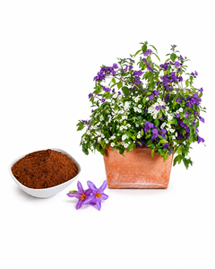 Extracto de Verbena Officinalis en Polvo, Apigenina 0.99, Extracto Herbal de Grado Alimenticio, Extracción por Solvente de Hojas, Todas las Estaciones - Product Image 1