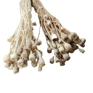 ดอกไม้แห้ง ผลป๊อปปี้ พืชธรรมชาติ วัสดุ DIY ทำมือ สำหรับทำพวงหรีด เครื่องประดับผม ผลิตในจีน รุ่น <span class=keywords><strong>Ymr</strong></span> - Product Image 5