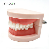 Modelo de Tipodonto Dental Estándar Mr.Den para Enseñanza y Práctica |   Modelo de Demostración de Dientes Removibles