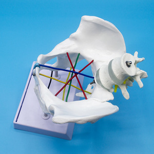 Modèle de mesure des os pelviens féminins grandeur nature avec vertèbres lombaires et lignes de mesure codées par couleur pour obstétrique et gynécologie - Product Image 5