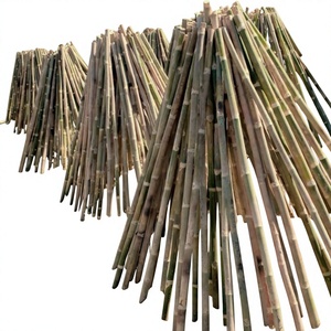 Cañas y Estacas de Bambú Natural de Alta Calidad para Construcción y Agricultura, Venta al por Mayor en Vietnam - Product Image 1