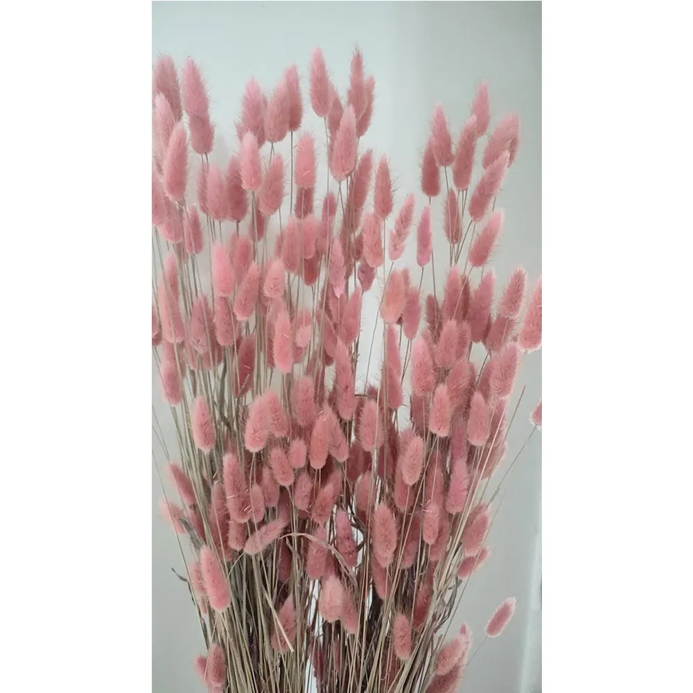 rabbit tail dried pampas grass dry flowers natural real grass white black pink bunny tails dried flowers for events decor