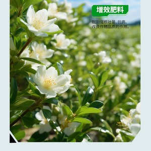 Granuli di Fertilizzante Organico di Soia NPK per lo Sviluppo Radicale delle Piante e Regolatore della Crescita Vegetale - Product Image 3