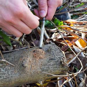 Ceppo della partita dell'asta di avviamento del fuoco della pietra focaia del magnesio con la maniglia di legno per la borsa del Opp impermeabile di alta qualità all'aperto facile sopravvivenza all'aperto - Product Image 4