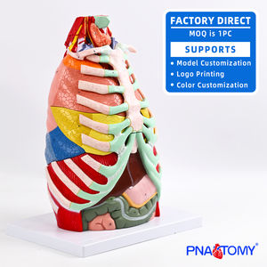 1:1 मानव थोरैसिक एनाटॉमी मॉडल डिचेबल हार्ट थायरॉयड, पसलियों, श्वसन प्रणाली, मांसपेशियों की कंकाल प्रणाली शिक्षण मॉडल - Product Image 6