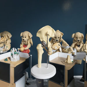 Modèle anatomique en silicone de remplacement d'articulation de la hanche pour la formation pré-chirurgicale en sciences médicales - Product Image 5