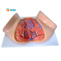 Modelo Anatómico de Perineo Femenino Ginecológico, Maniquí de Enseñanza de Ciencias Médicas, Equipo Educativo de PVC para el Aprendizaje, CE/ISO