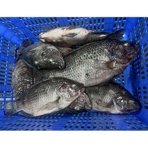 Poisson Tilapia Congelé Aliment pour Poisson Tilapia 300g 500 Tilapia Frais de Ferme Prix de Gros à Vendre - Product Image 2