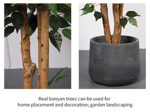 QiHao-Planta Artificial <span class=keywords><strong>Ficus</strong></span> Microcarpa Banyan, árbol bonsái, tamaño personalizado para decoración de interiores - Product Image 2