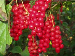 Suprimento de Fábrica Extrato de Schisandra Chinensis Schisandrin 1% 2% 5% 9% 10% em Pó - Product Image 4