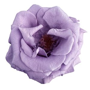 Vente en gros de grandes têtes de roses éternelles préservées, type marguerite, pour bouquets de mariage, décoration intérieure et fête des Mères - Product Image 4
