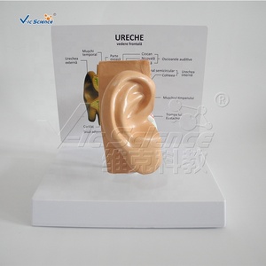 Mô Hình Giải Phẫu Y Tế Mô Hình Giáo Dục Tai Hỗ Trợ Giảng Dạy Sinh Học Mô Hình Giải Phẫu Tai 3d Thiết Bị Trường Học Khoa Học Y Tế - Product Image 5