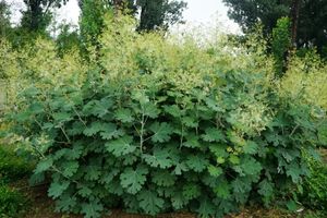 Toptan bitki özü <span class=keywords><strong>Macleaya</strong></span> Cordata yaprağı ekstresi yem katkı maddesi için 60% mamaya Alkaloids tozu - Product Image 5