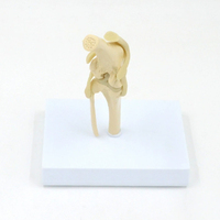 Modèle anatomique d'articulation de genou canin en PVC grandeur nature pour la formation d'anatomie de chien dans les écoles vétérinaires, les cliniques et les écoles de médecine