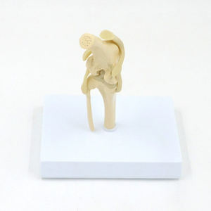 Modèle anatomique d'articulation de genou <span class=keywords><strong>canin</strong></span> en PVC grandeur nature pour la formation d'anatomie de chien dans les écoles vétérinaires, les cliniques et les écoles de médecine - Product Image 3