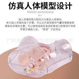 Modèle transparent de cathétérisme féminin ; modèle d'opération pour stage d'entraînement en soins infirmiers hospitaliers ; cathétérisme masculin ; reproduction masculine - Product Image 4