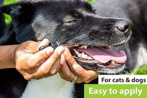 Gotas de Suplemento Dental para Perros y Gatos, Líquido para un <span class=keywords><strong>Aliento</strong></span> Fresco, Vitaminas para la Salud Bucal, Solución para la Limpieza de Dientes y el Cuidado del Sarro - Product Image 4