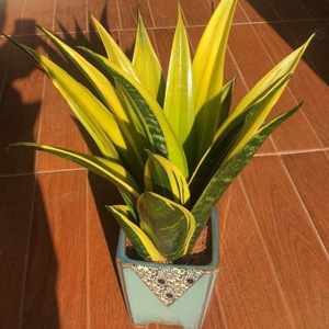 نباتات اصطناعية نبات ثعبان مع خضرة سوداء مزيفة نباتات اصطناعية fagave مثالية في وعاء - Product Image 4