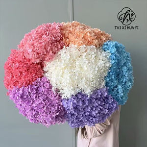 Anna büyük yaprak ortancaları korunmuş ağartılmış renk tek toplu kurutulmuş çiçekler ve bitkiler çiçek duvar dekor babalar günü - Product Image 5