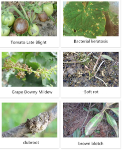 Oxine-cobre 33.5% SC <span class=keywords><strong>Fungicida</strong></span> Agrícola de Cobre para Enfermedades Bacterianas de Frutas Cítricas: Canker, Downy Mildew, Antracnosis - Product Image 2