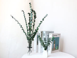 Vente en gros de <span class=keywords><strong>fleurs</strong></span> d'eucalyptus <span class=keywords><strong>stabilisées</strong></span> en feuilles d'eucalyptus de haute qualité pour les occasions de remise de diplômes bon marché - Product Image 4
