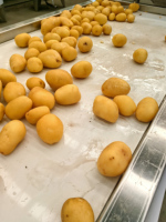 Ligne de production industrielle de purée de pommes de terre à prix avantageux
