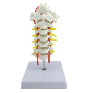 Modelo anatómico de columna Cervical humana, arteria carótida, disco intervertebral <span class=keywords><strong>Posterior</strong></span> occipital, ligamento, modelo de enseñanza de nervio - Product Image 1