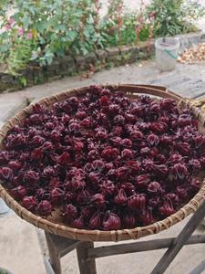 Vente en gros de fleurs d'<span class=keywords><strong>hibiscus</strong></span> de haute qualité Boisson saine d'été Fleurs d'<span class=keywords><strong>hibiscus</strong></span> <span class=keywords><strong>Feuilles</strong></span> de thé à bulles - Product Image 6