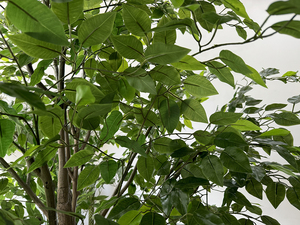 Arbre artificiel de grande taille en PE, Ficus Banyan, Olivier vert, pour décoration intérieure et extérieure, personnalisable en gros - Product Image 4