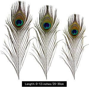 Plumes d'œil <span class=keywords><strong>de</strong></span> <span class=keywords><strong>paon</strong></span> naturelles et véritables pour <span class=keywords><strong>bouquet</strong></span>, bricolage, artisanat, vêtements, décalcomanies, décoration <span class=keywords><strong>de</strong></span> mariage et <span class=keywords><strong>de</strong></span> fête - Product Image 2